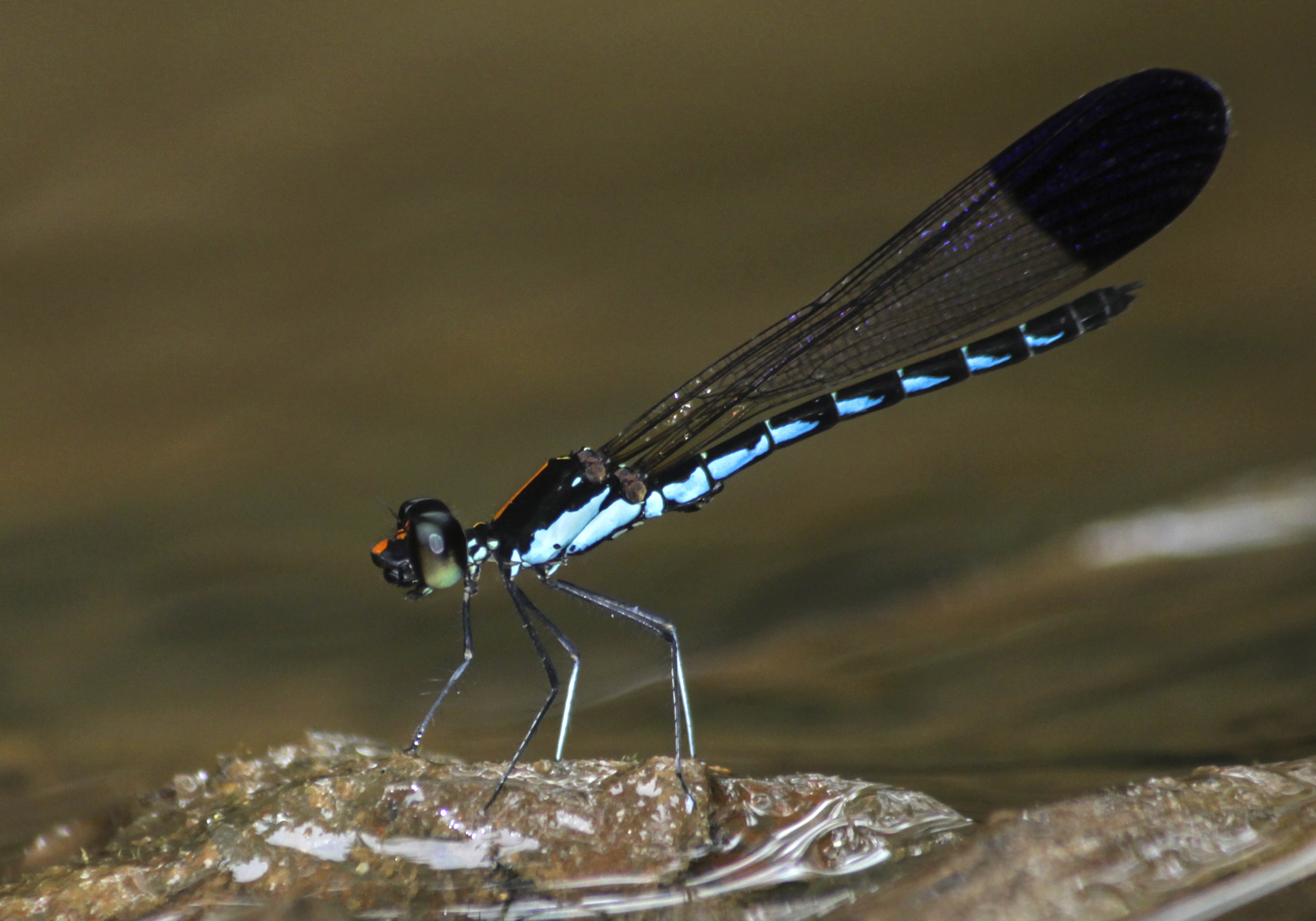 Two-Year Survey Records 143 Odonata Species Across Western Ghats, Highlights 35 Percent Shortfall in Known Diversity